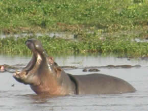 nature's fury - Singles African safari 2007